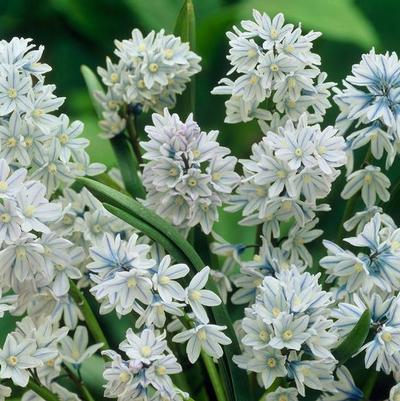 Puschkinia Flower Bulbs