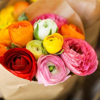Ranunculus Flower Bulbs