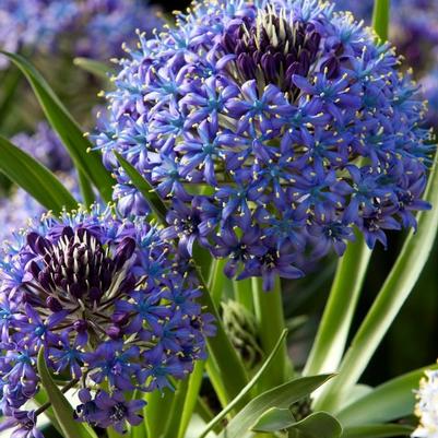 Scilla Flower Bulbs