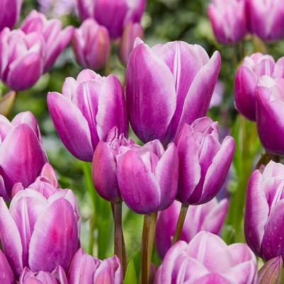 Bunch Flowering Tulip Bulbs