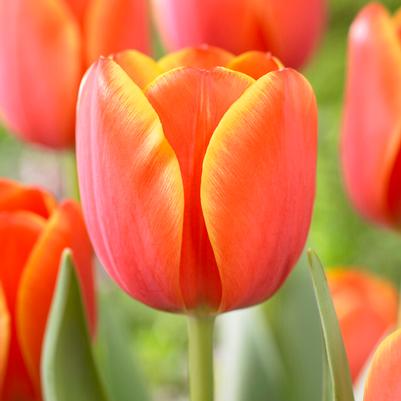 Darwin Hybrid Tulip Bulbs