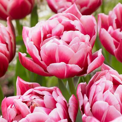 Double Early Tulip Bulbs