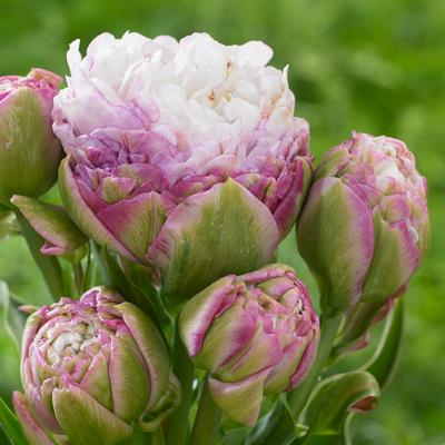 Double Late Tulip Bulbs