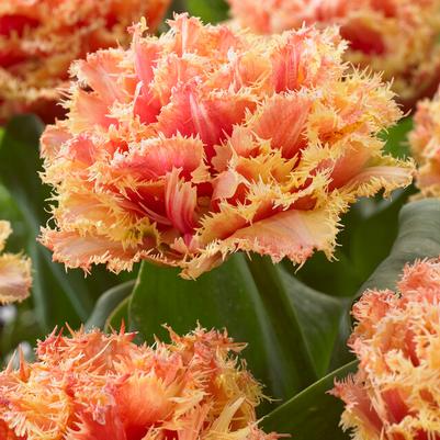 Fringed Tulip Bulbs