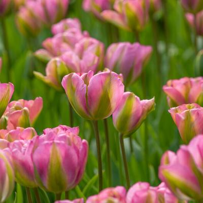 Green Tulip Bulbs