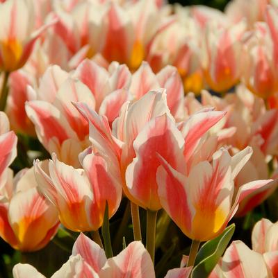 Greigii Tulip Bulbs