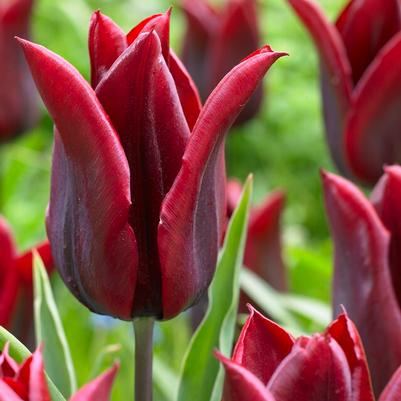Lily Flowering Tulip Bulbs