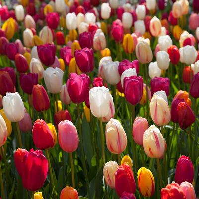 Mixed Tulip Bulbs
