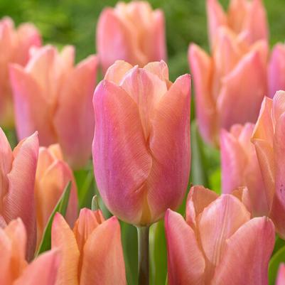 Single Early Tulip Bulbs