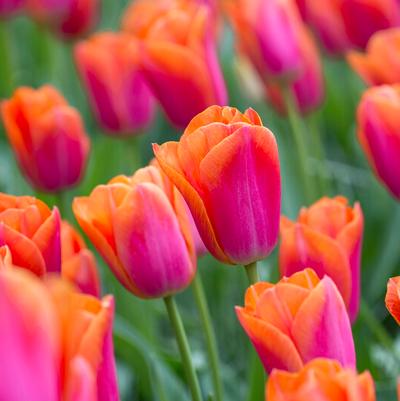Triumph Tulip Bulbs