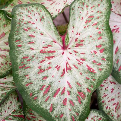 Speckled Caladium Flower Bulbs