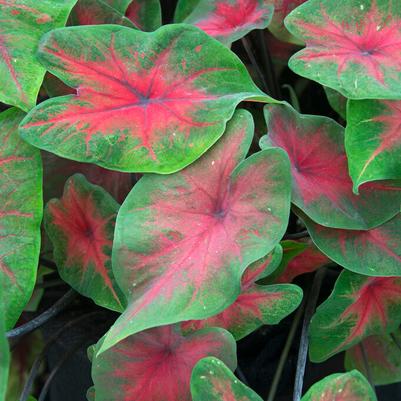Fancy Leaf Caladium Flower Bulbs