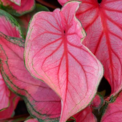 Strap Leaf Caladium Flower Bulbs