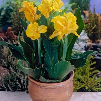 Green Leaf Canna Rhizomes
