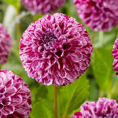 Ball Dahlia Tubers