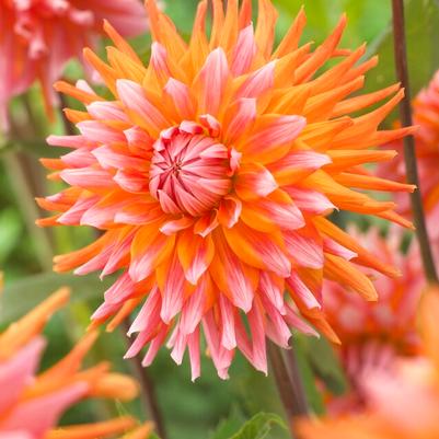 Cactus Dahlia Tubers