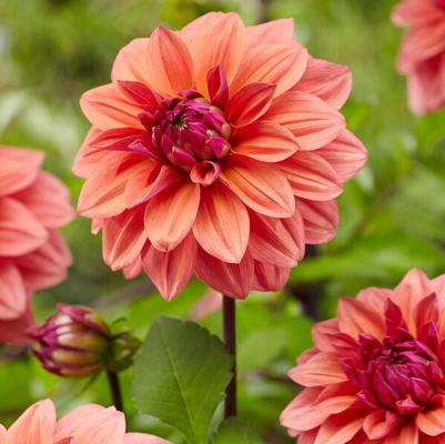 Decorative Dahlia Tubers