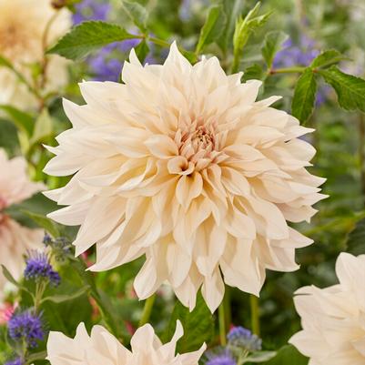 Dinnerplate Dahlia Tubers
