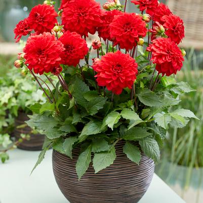 Gallery Dahlia Tubers