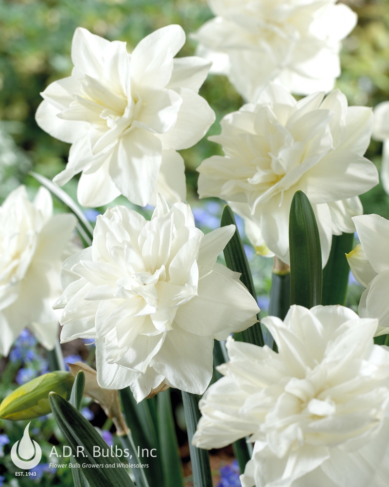 Narcissi Double 'White Medal' Daffodil from ADR Bulbs