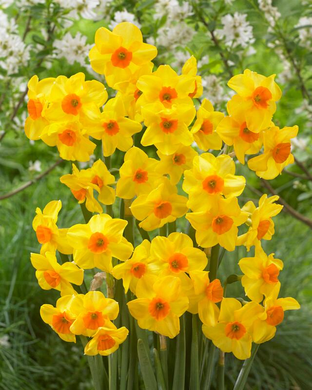 Wholesale Narcissi Bunch Flowering 'Martinette' - Daffodil | A.D.R. Bulbs