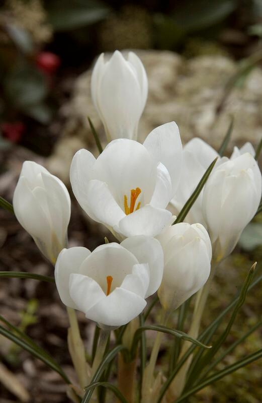 Wholesale Crocus Species 'Ard Schenk' - Crocus | A.D.R. Bulbs