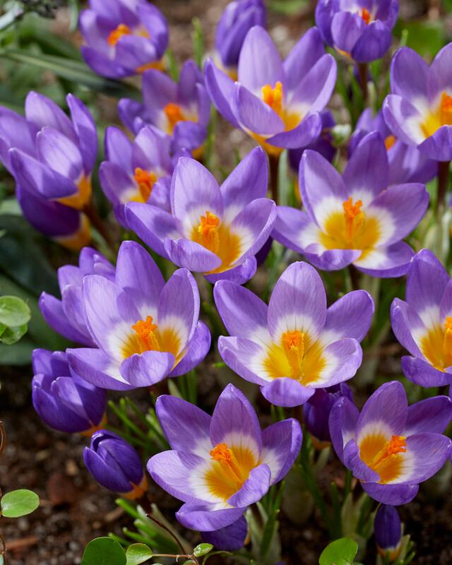 Wholesale Crocus Species 'Tricolor' - Crocus | A.D.R. Bulbs