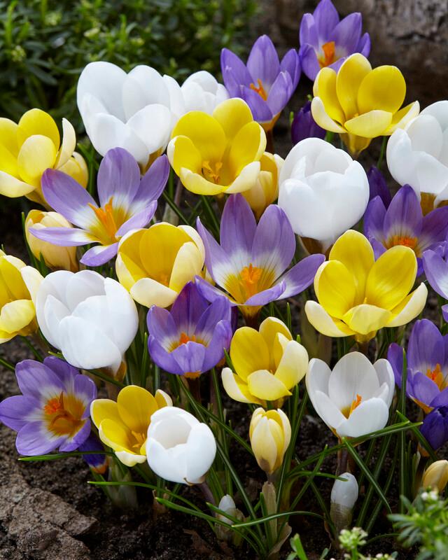 Wholesale Crocus Species 'Botanical Mixture' - Crocus | A.D.R. Bulbs