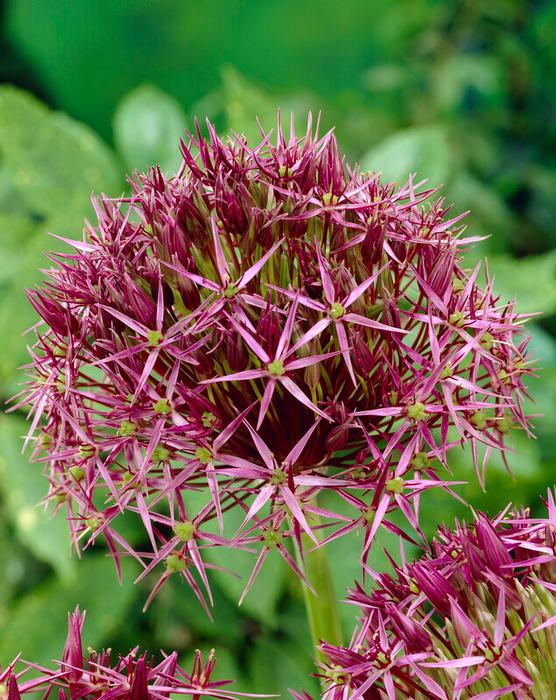 Wholesale Allium Tall 'Christophii' (Star of Persia) - Ornamental Onion | A.D.R. Bulbs