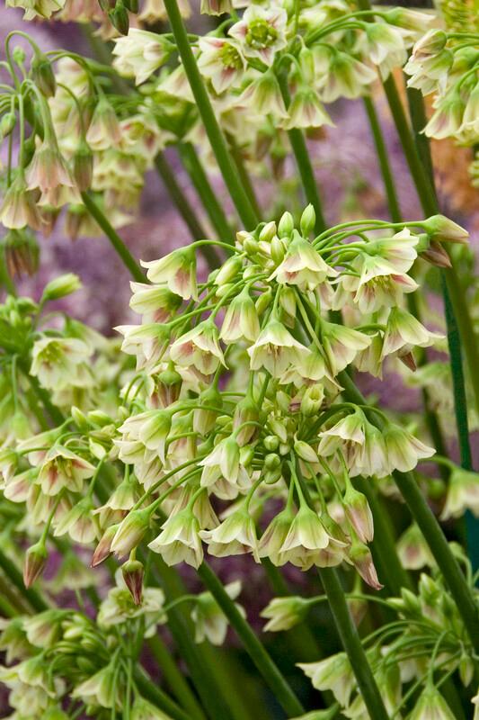 Wholesale Allium Tall 'Nectaroscordum' (Bulgaricum) - Ornamental Onion | A.D.R. Bulbs