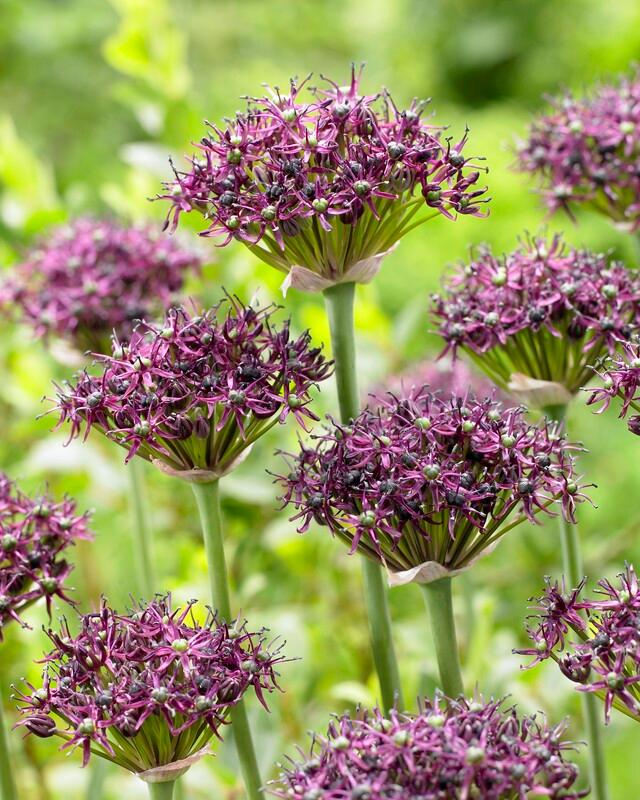 Wholesale Allium Miniature 'Atropurpureum' - Ornamental Onion | A.D.R. Bulbs