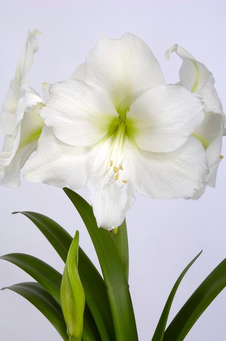 Wholesale Amaryllis Dutch 'Christmas Gift' - Amaryllis | A.D.R. Bulbs