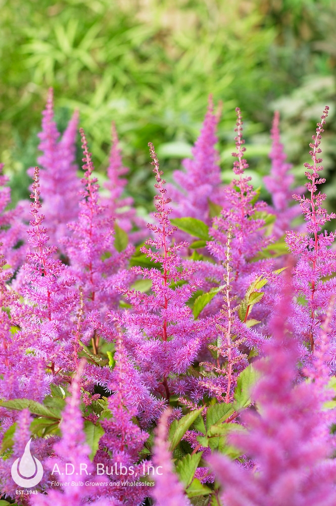 Wholesale Astilbe Amethyst (Ships in Spring) - Astilbe | A.D.R. Bulbs