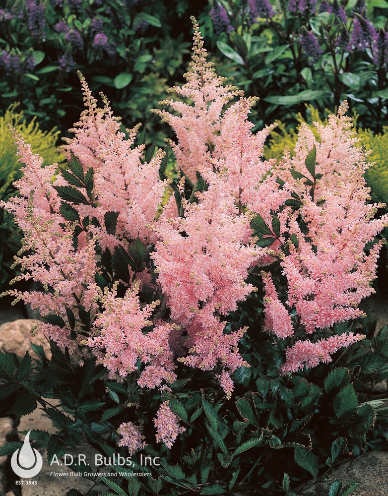 Wholesale Astilbe Peach Blossom (Ships in Spring) - Astilbe | A.D.R. Bulbs