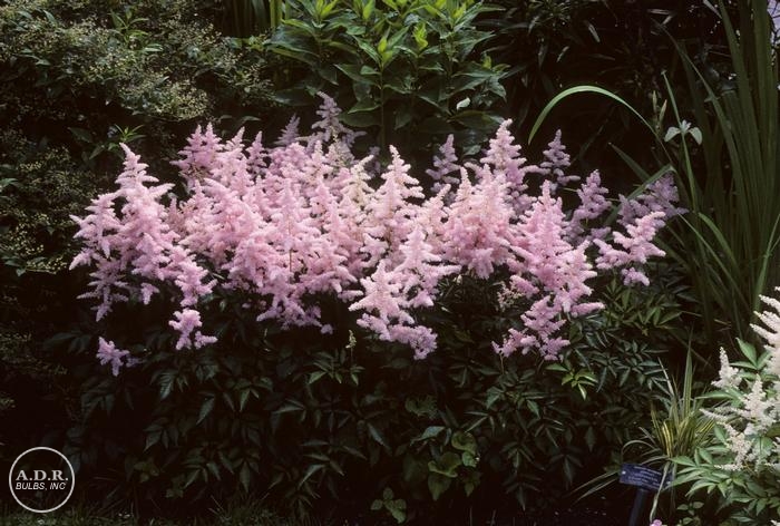 Wholesale Astilbe Europa (Ships in Spring) - Astilbe | A.D.R. Bulbs