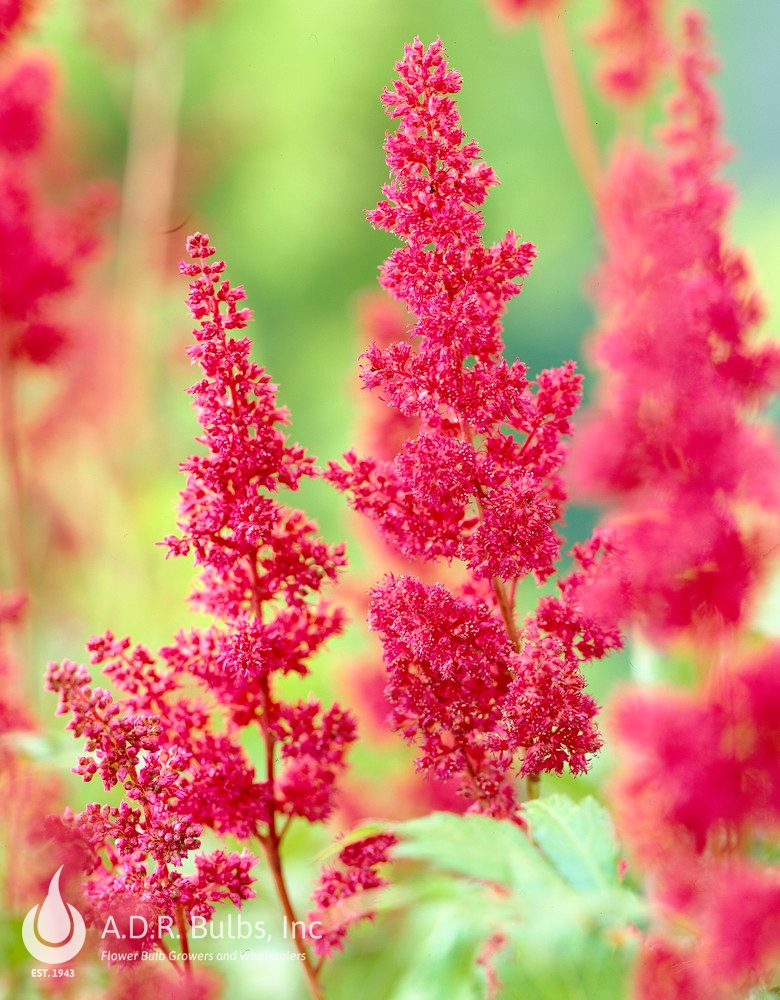 eventyr Styrke Blitz Astilbe arendsii 'Fanal' (Ships in Spring) False Spirea from ADR Bulbs