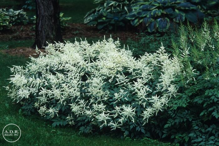 Wholesale Astilbe White Gloria (Ships in Spring) - Astilbe | A.D.R. Bulbs
