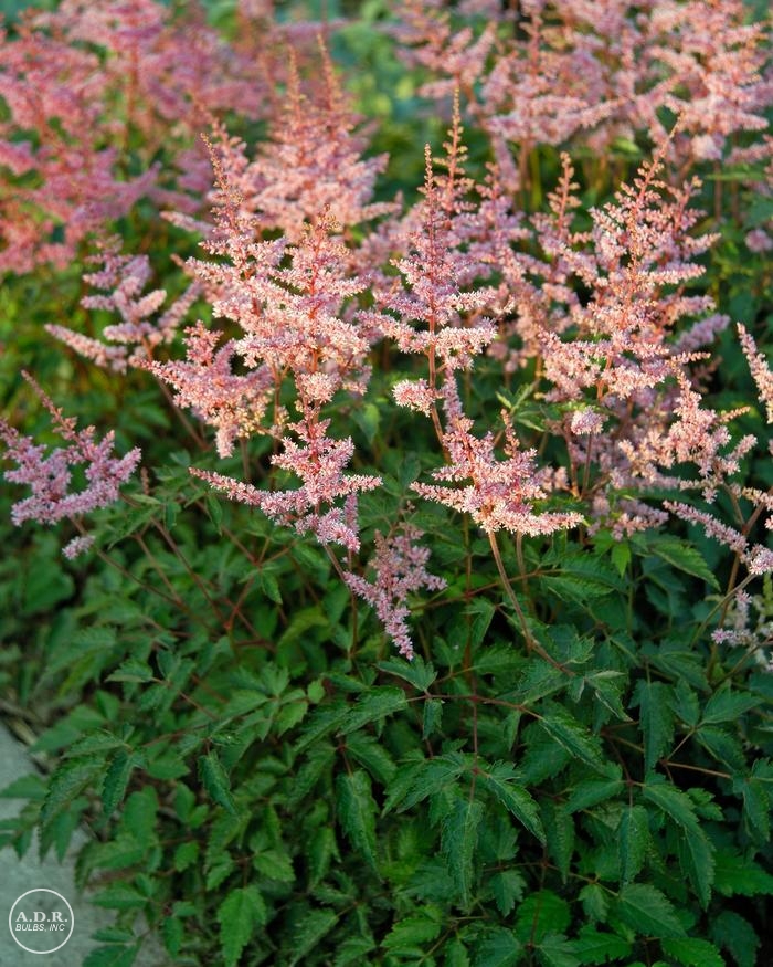 Wholesale Astilbe Key Largo (Ships in Spring) - Astilbe | A.D.R. Bulbs