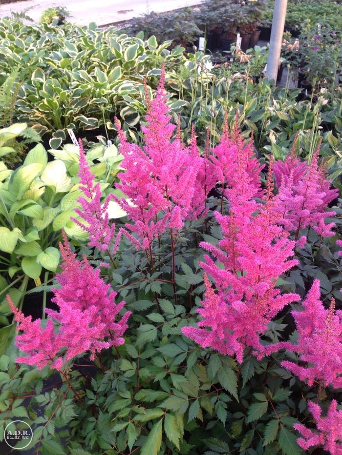 Wholesale Astilbe Maggie Daly (Ships in Spring) - Astilbe | A.D.R. Bulbs