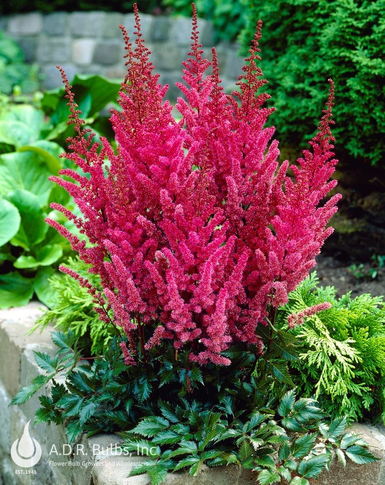 Wholesale Astilbe Montgomery (Ships in Spring) - Astilbe | A.D.R. Bulbs