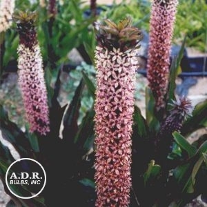 Wholesale Eucomis Tugela Ruby (Ships in Spring) - Eucomis | A.D.R. Bulbs