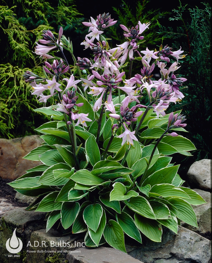 Wholesale Hosta Francee (Ships in Spring) - Hosta | A.D.R. Bulbs