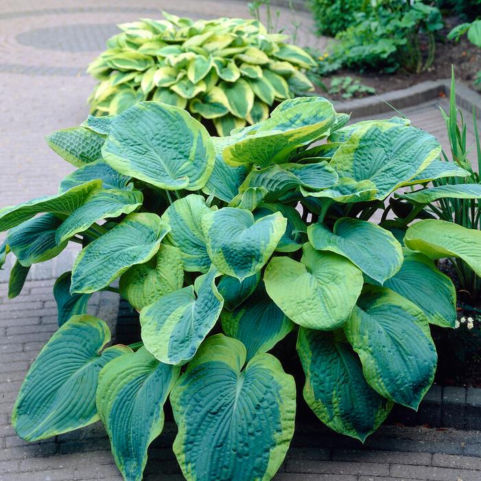 Wholesale Hosta Sieboldiana Francis Williams (Ships in Spring) - Hosta | A.D.R. Bulbs