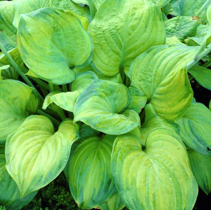 Wholesale Hosta Sieboldiana Guacamole (Ships in Spring) - Hosta | A.D.R. Bulbs