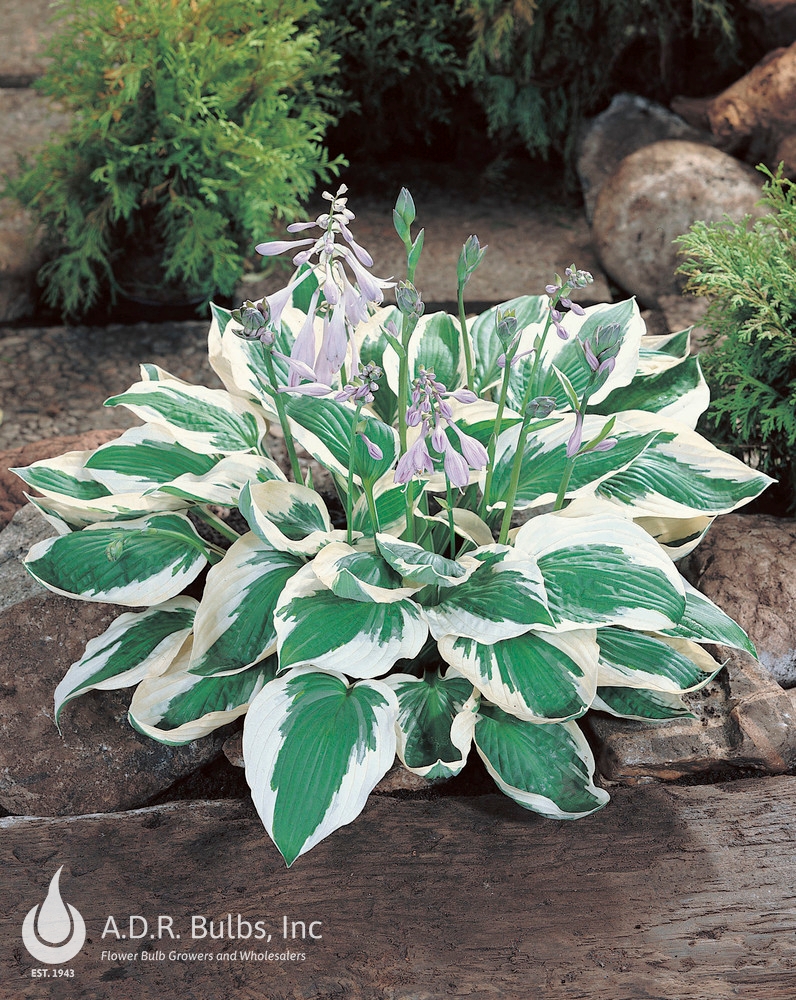 Wholesale Hosta Patriot (Ships in Spring) - Hosta | A.D.R. Bulbs