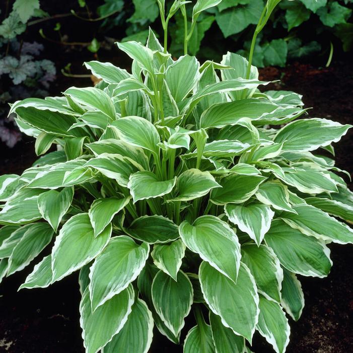 Wholesale Hosta Undulata 'Albo Marginata' (Ships in Spring) - Hosta | A.D.R. Bulbs