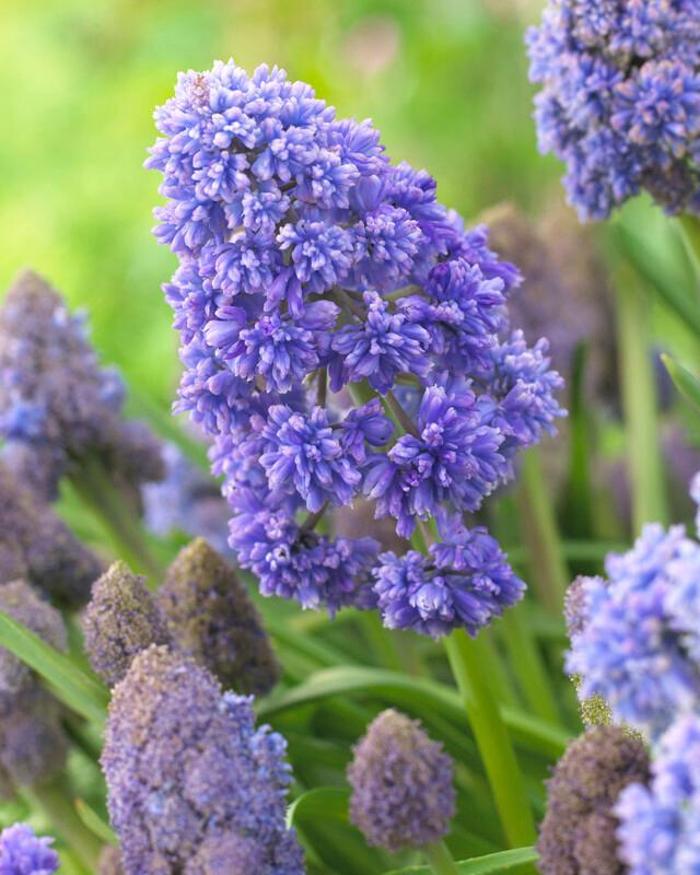 Wholesale Muscari Fantasy Creation - Grape Hyacinth | A.D.R. Bulbs