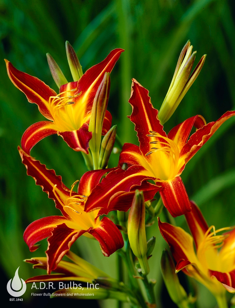 Wholesale Hemerocallis Autumn Red (Ships in Spring) - Daylily | A.D.R. Bulbs
