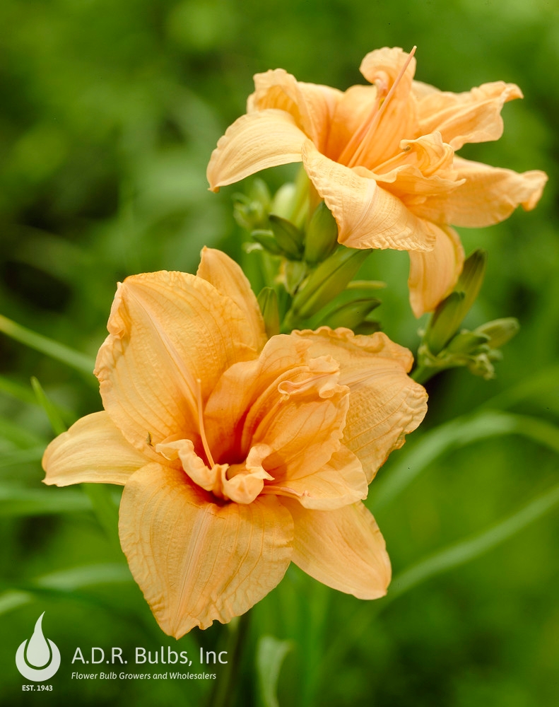 Wholesale Hemerocallis Novelty 'Double Dream' (Ships in Spring) - Daylily | A.D.R. Bulbs