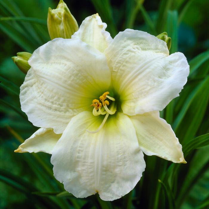 Wholesale Hemerocallis Novelty 'Gentle Sheppard' (Ships in Spring) - Daylily | A.D.R. Bulbs